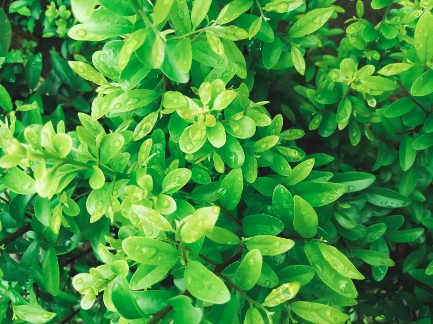 Greens & Outdoors at KALPATARU ADVAY, Borivali West, Mumbai