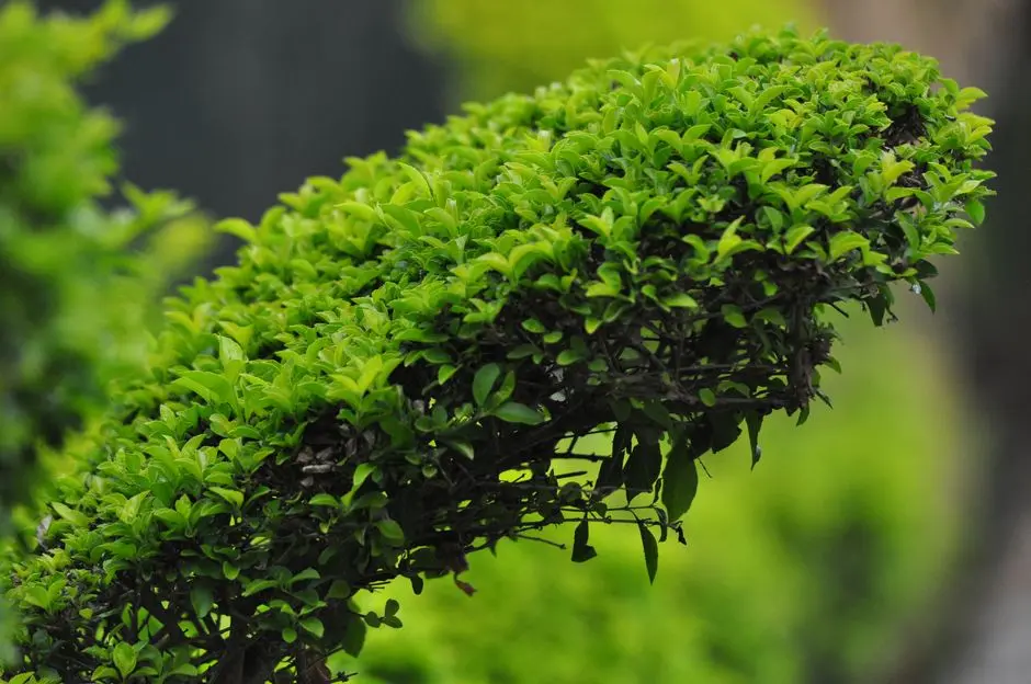 Greens & Outdoors at KALPATARU PRIVE, Altamount Road, Mumbai