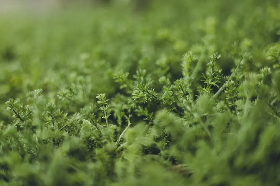 Greens & Outdoors at KALPATARU STARLIGHT, Kalpataru Parkcity, Thane