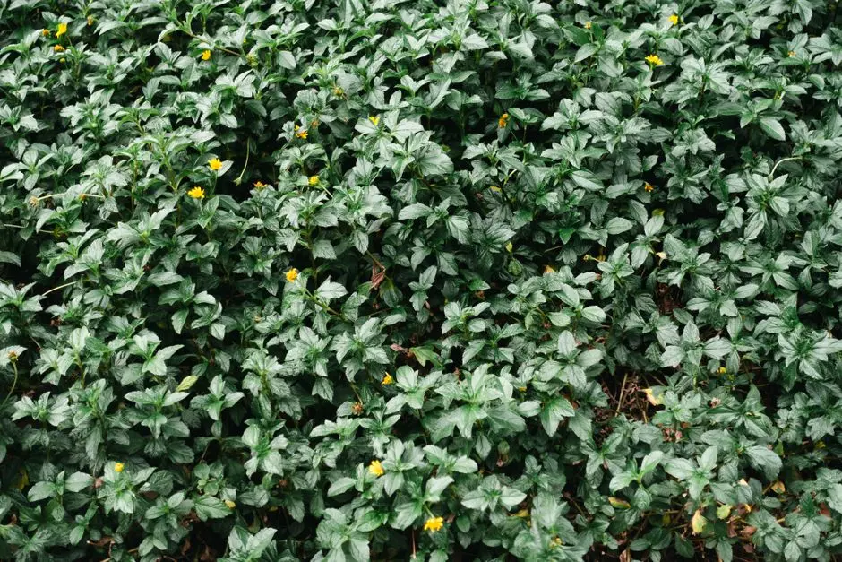 Greens & Outdoors at KALPATARU SOUTH PARK AT AMODA RESERVE, Kunenama, Lonavala
