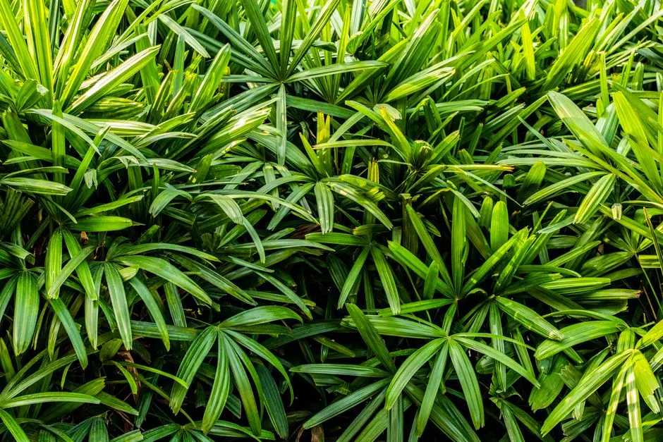 Greens & Outdoors at KALPATARU ASPIRE, Bhandup West, Mumbai
