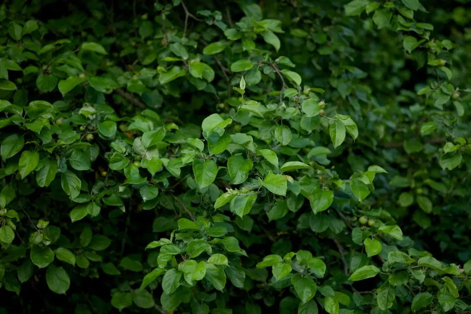 Greens & Outdoors at KALPATARU BANGUR NAGAR, Bangur Nagar, Goregaon West, Mumbai