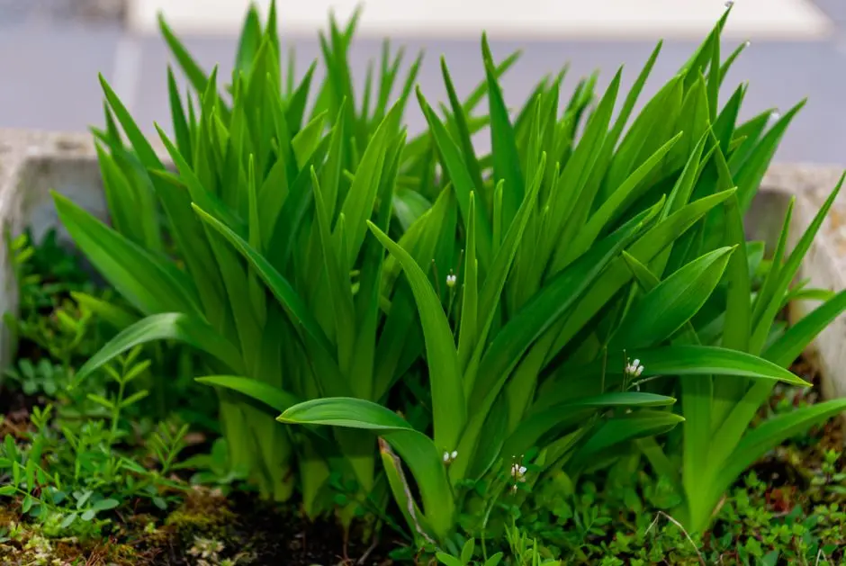 Greens & Outdoors at KALPATARU ESTATE BUILDING 8, Pimple Gurav, Pune