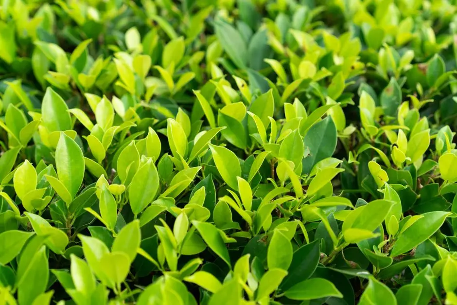 Greens & Outdoors at KALPATARU ELAARA, Goregaon West, Mumbai